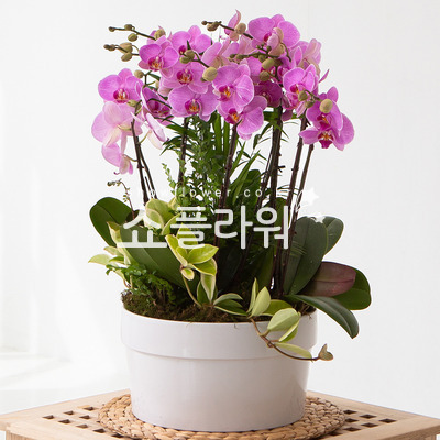 핑크호접란(신상품2)
