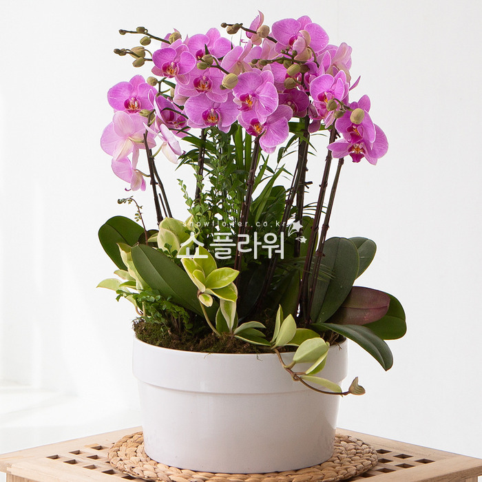 상세이미지