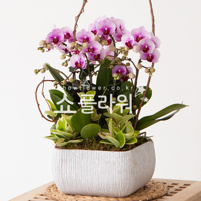 핑크호접란(신상품)