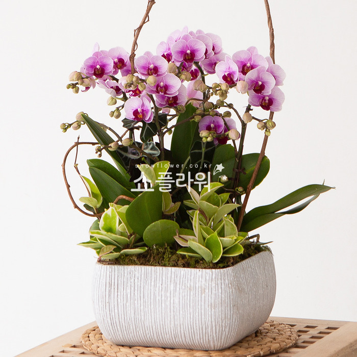 상세이미지
