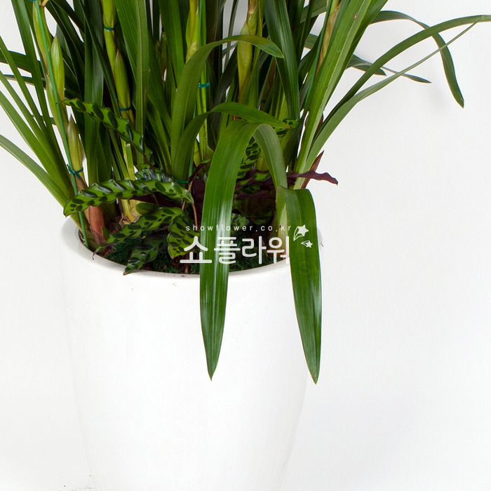 상세이미지