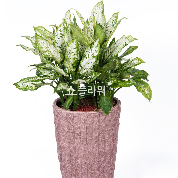 상세이미지