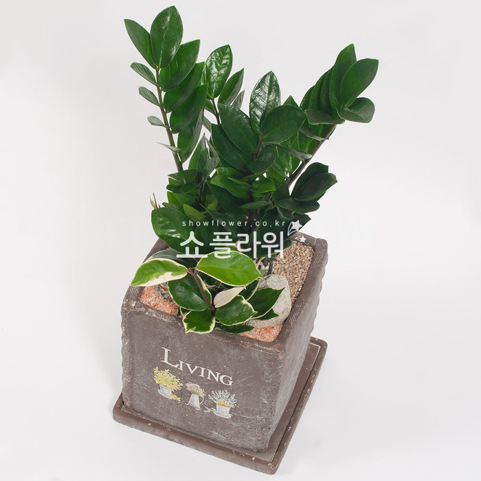 상세이미지