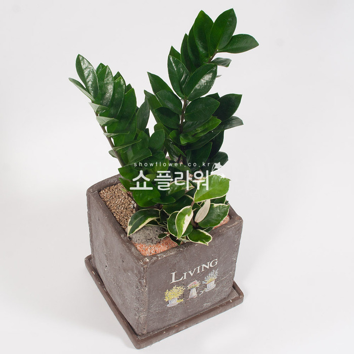 상세이미지