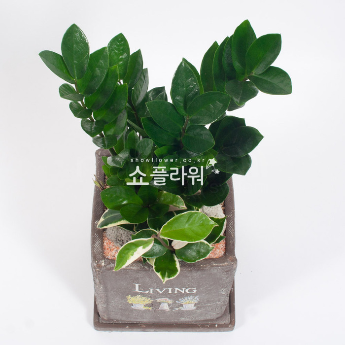 상세이미지