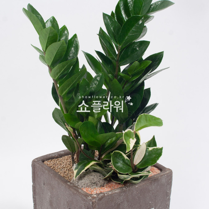 상세이미지