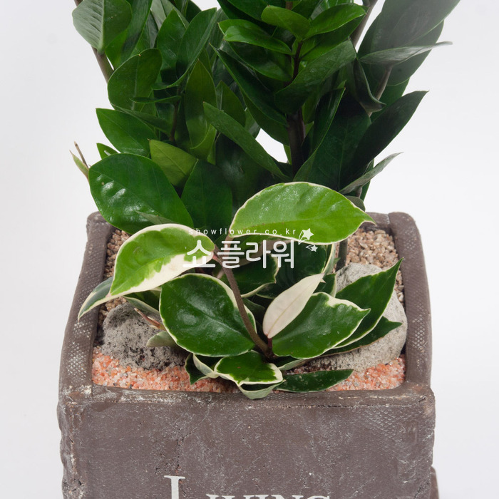 상세이미지