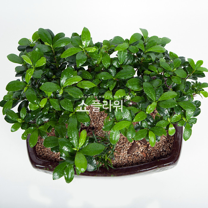 상세이미지