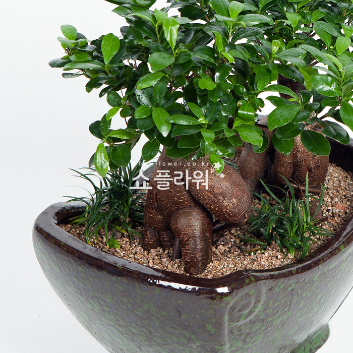 상세이미지