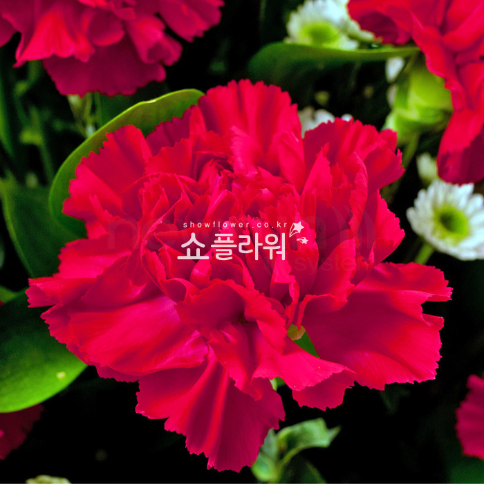 상세이미지