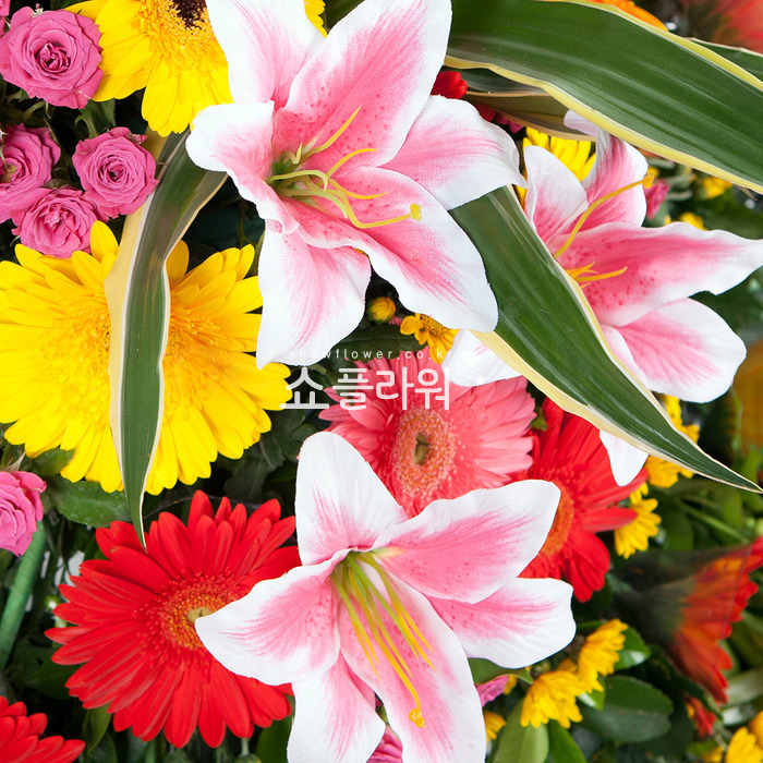 상세이미지