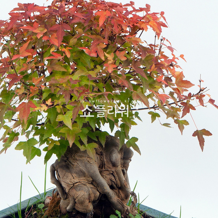 상세이미지