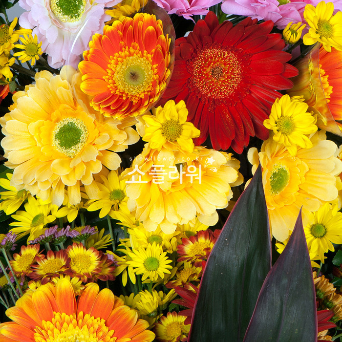 상세이미지