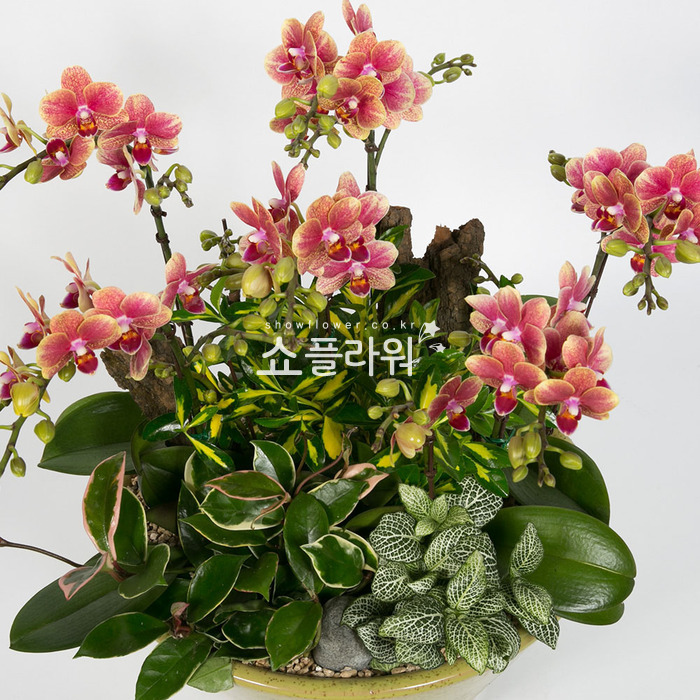 상세이미지