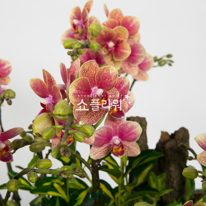 상세이미지