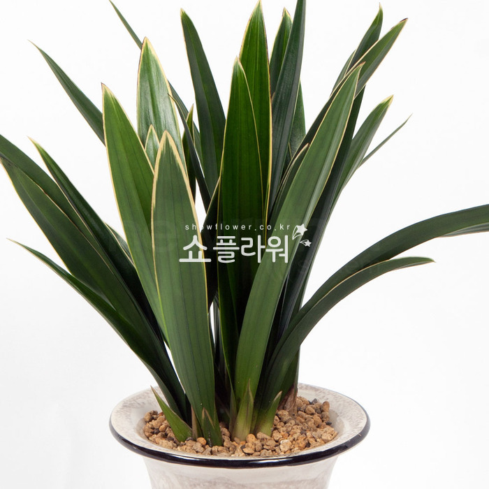 상세이미지