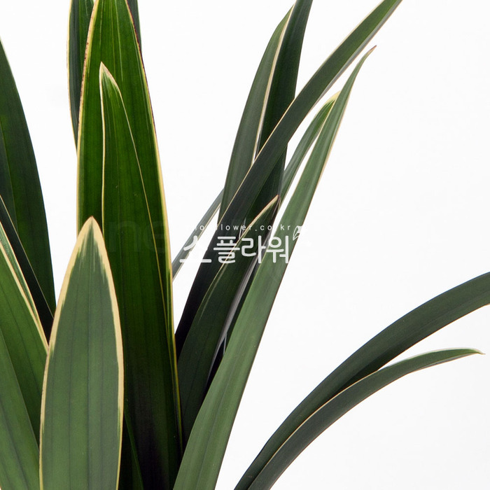 상세이미지