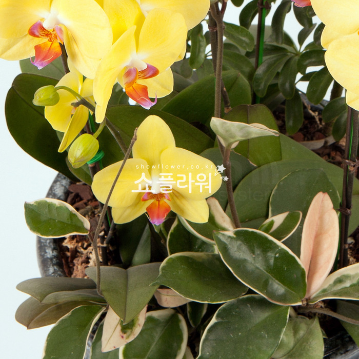 상세이미지