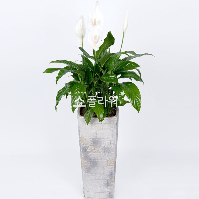상세이미지