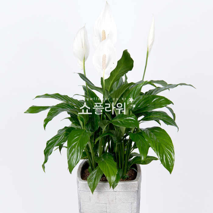 상세이미지