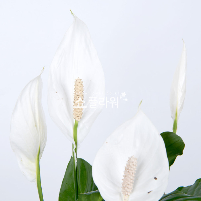 상세이미지