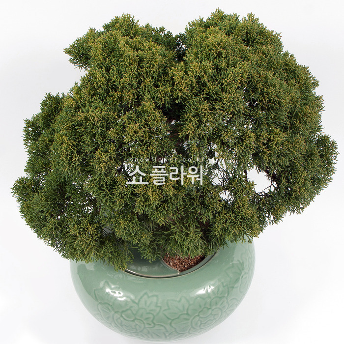 상세이미지