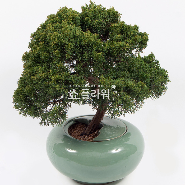 상세이미지