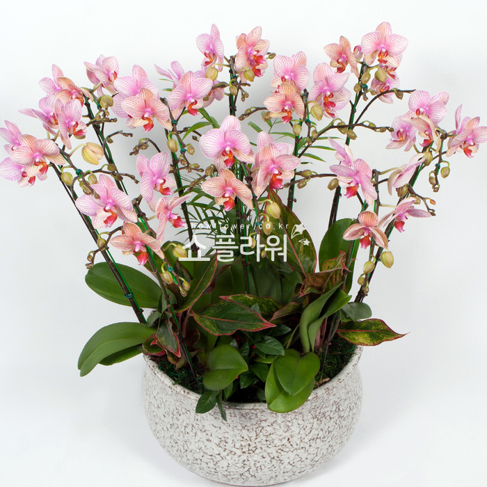 상세이미지
