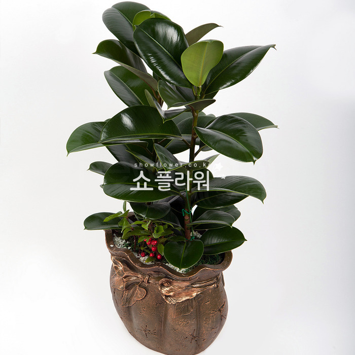 상세이미지