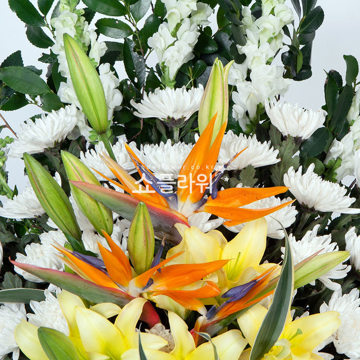 상세이미지