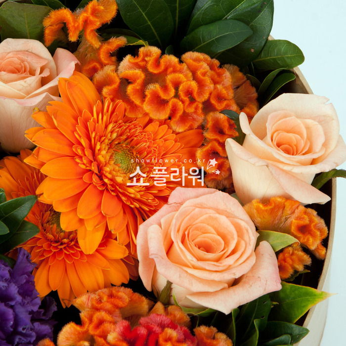 상세이미지
