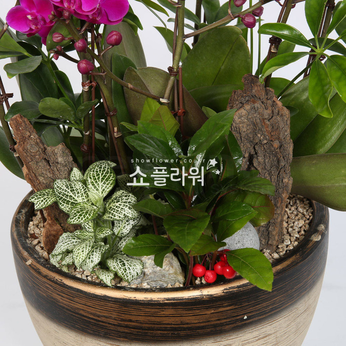 상세이미지
