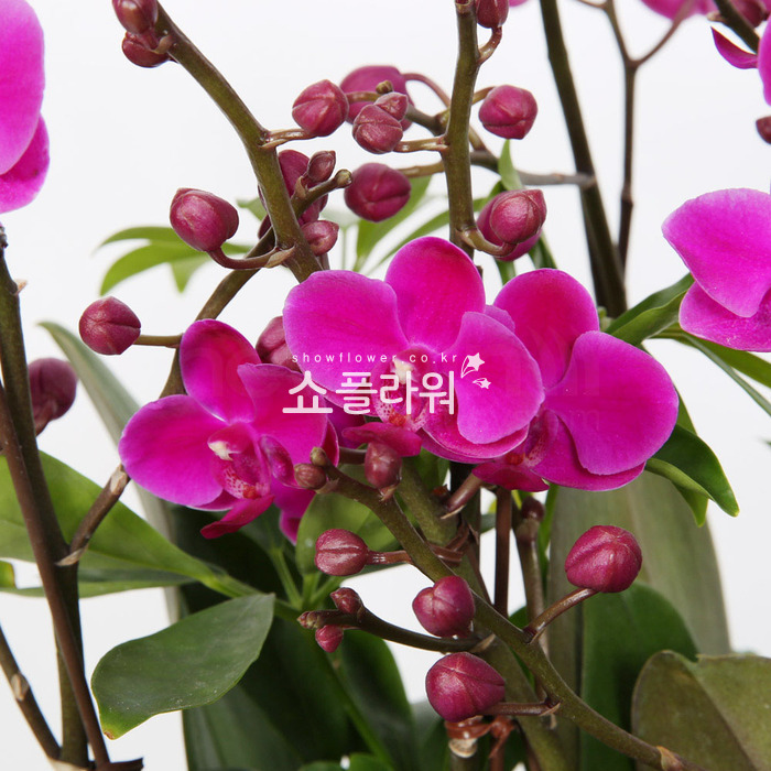 상세이미지
