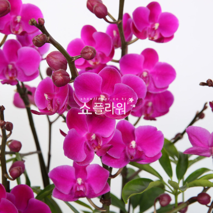 상세이미지