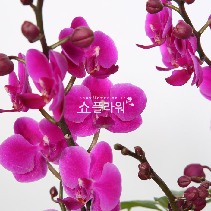 상세이미지