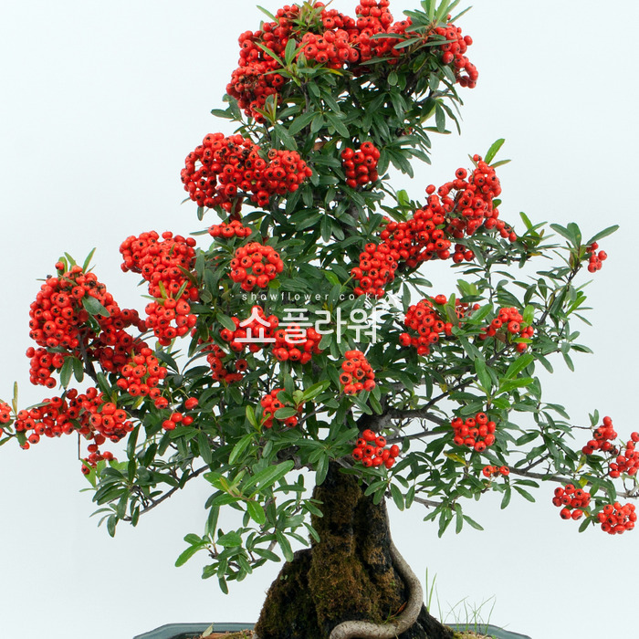 상세이미지