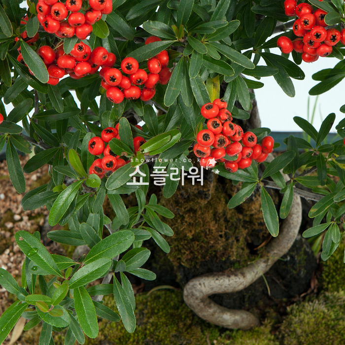 상세이미지