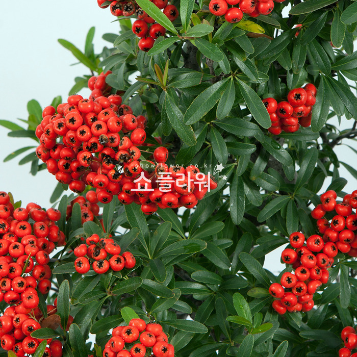 상세이미지