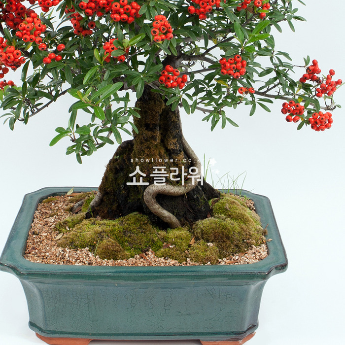 상세이미지