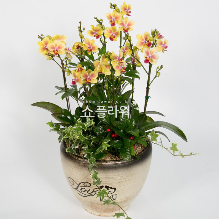 상세이미지