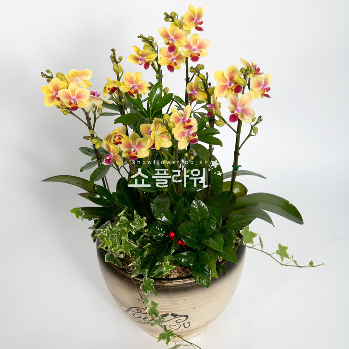 상세이미지