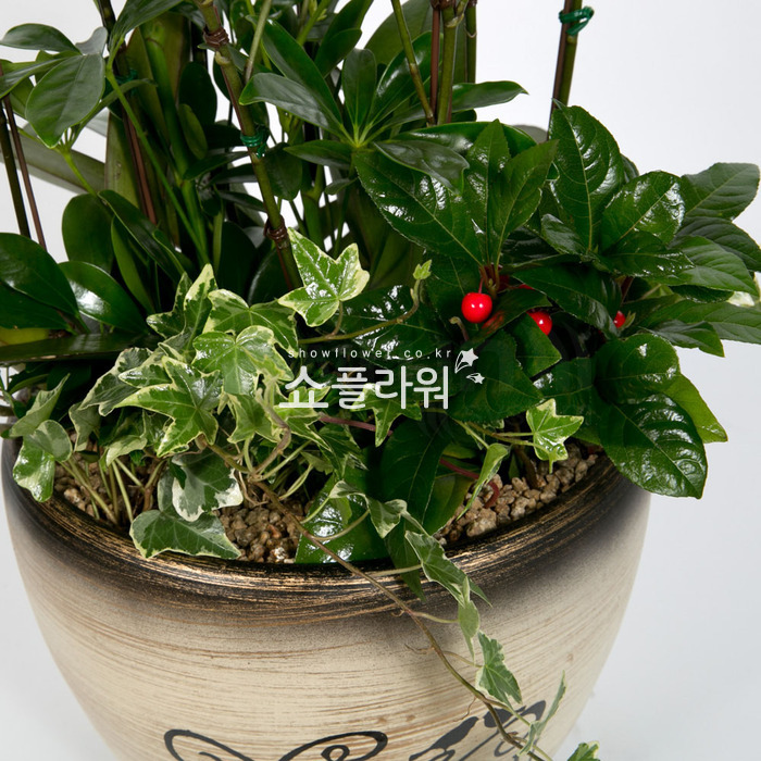 상세이미지
