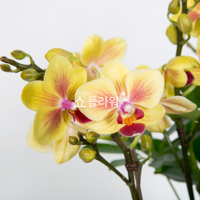 상세이미지
