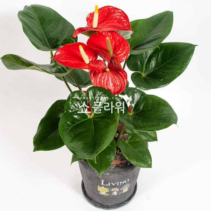 상세이미지