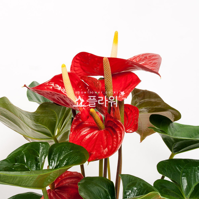 상세이미지