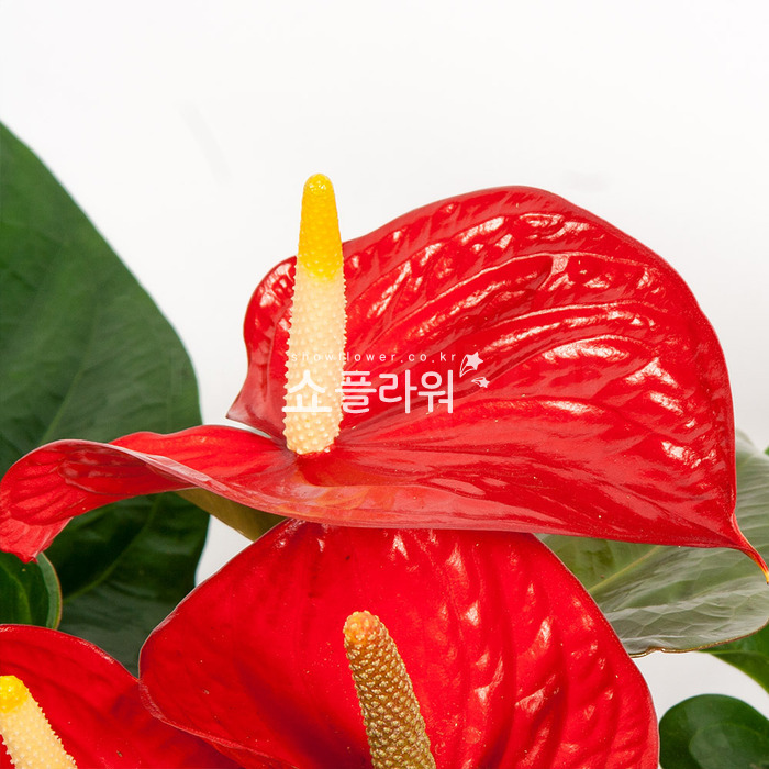 상세이미지