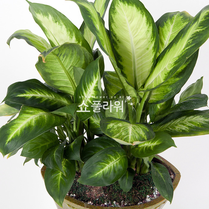 상세이미지