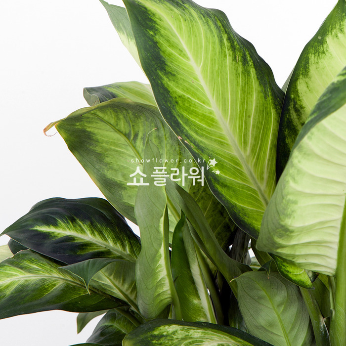 상세이미지