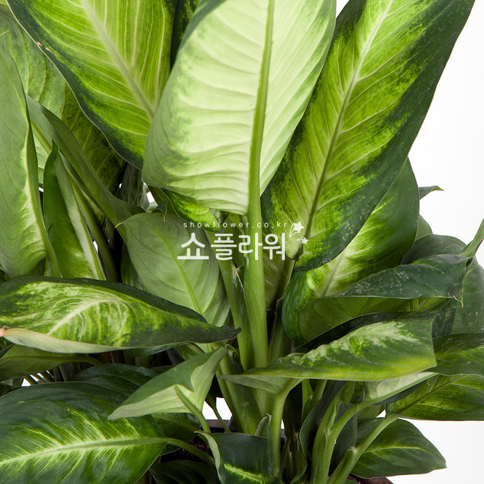 상세이미지