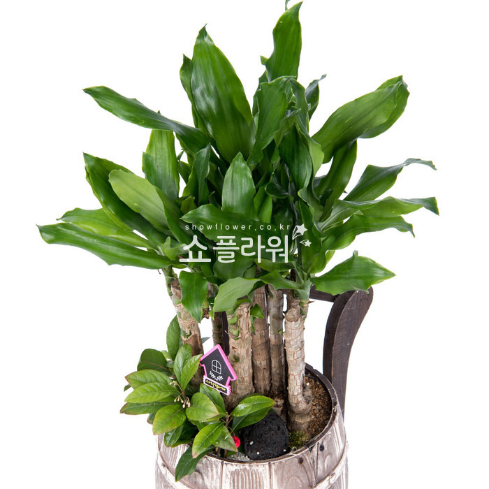 상세이미지
